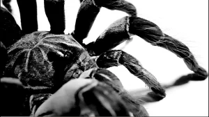 Ren - Tarantula